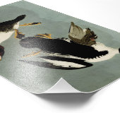 Goldaugenente Fotodruck (Ecke)