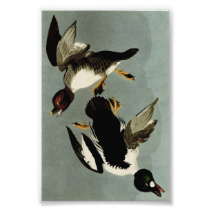 Goldaugenente Fotodruck