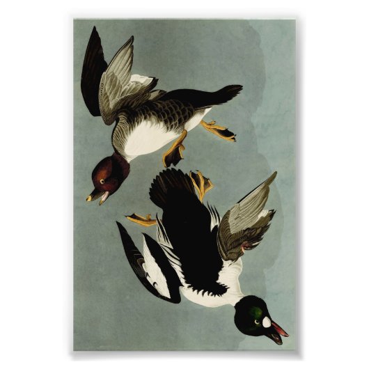 Goldaugenente Fotodruck (Vorne)