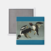 Goldaugenente Magnet (Vorderseite/Rückseite)