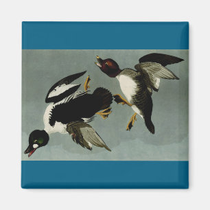 Goldaugenente Magnet