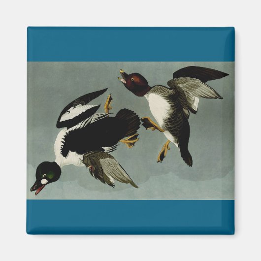 Goldaugenente Magnet (Vorne)