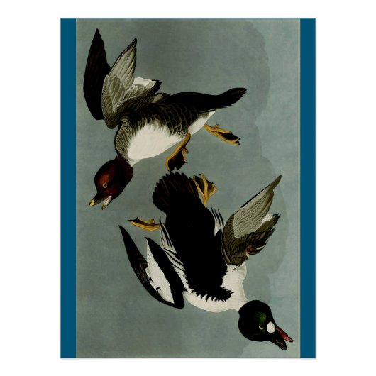 Goldaugenente Poster (Vorderseite)