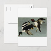 Goldaugenente Postkarte (Vorne/Hinten)