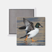 Goldaugenklappe Magnet (Vorderseite/Rückseite)