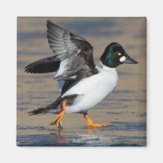 Goldaugenklappe Magnet (Vorne)