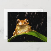Goldbaumfrosch im Regenbild Postkarte (Vorne/Hinten)