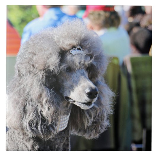 Goldberg - Chanel - Standard Poodle Fliese (Vorderseite)