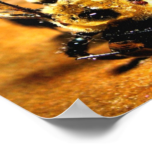 Goldbiene Poster (Ecke)