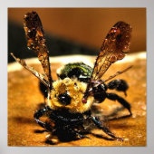 Goldbiene Poster (Vorne)