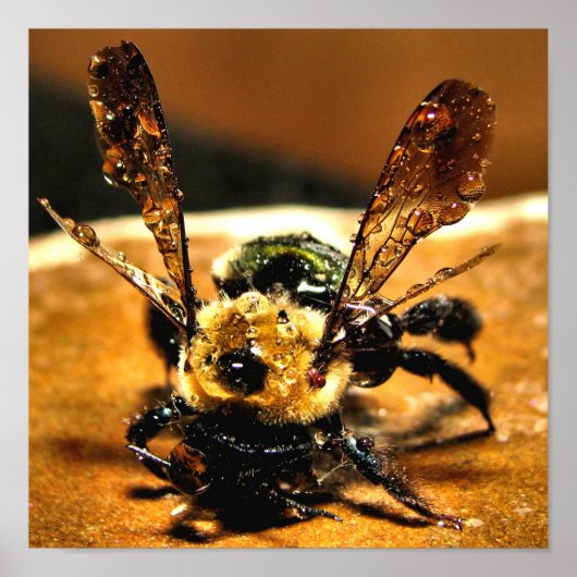 Goldbiene Poster (Vorne)