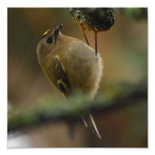 Goldcrest Fotodruck