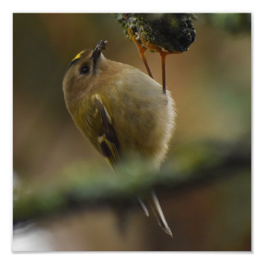 Goldcrest Fotodruck (Vorne)