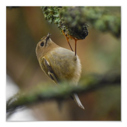 Goldcrest Fotodruck (Vorne)