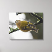 Goldcrest Leinwanddruck (Vorderseite)