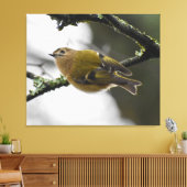 Goldcrest Leinwanddruck (Insitu (Wohnzimmer))