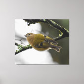 Goldcrest Leinwanddruck (Vorderseite)