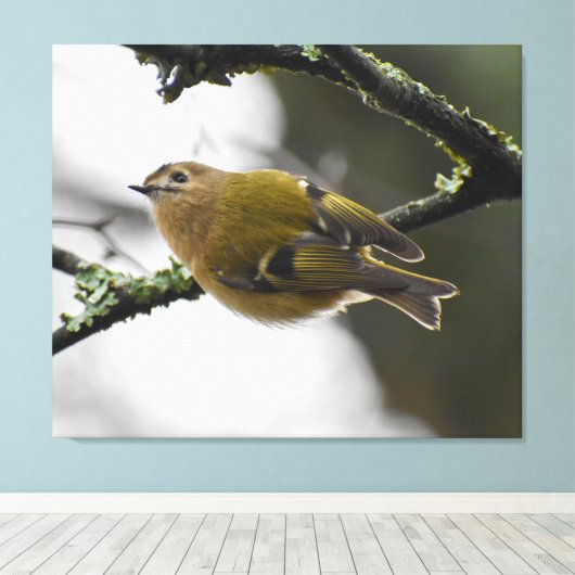 Goldcrest Leinwanddruck (Insitu (Holzboden))