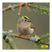 Goldcrest Macro Wildlife Poster (Vorderseite)