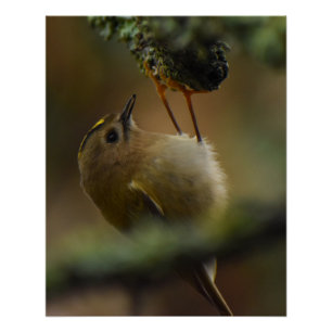 Goldcrest Poster