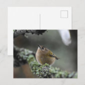 Goldcrest Postkarte (Vorne/Hinten)
