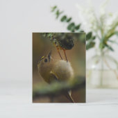 Goldcrest Postkarte (Stehend Vorderseite)