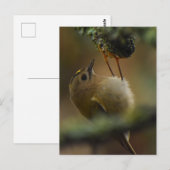 Goldcrest Postkarte (Vorne/Hinten)