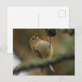 Goldcrest Postkarte (Vorne/Hinten)