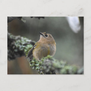 Goldcrest Postkarte