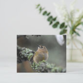 Goldcrest Postkarte (Stehend Vorderseite)