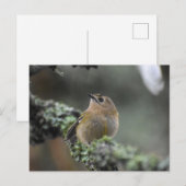 Goldcrest Postkarte (Vorne/Hinten)