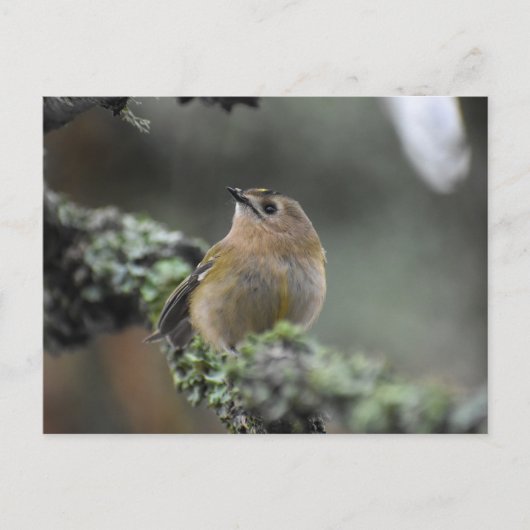 Goldcrest Postkarte (Vorderseite)