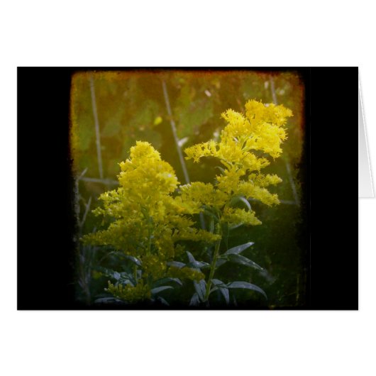 Golden 2 (Vorderseite (Horizontal))