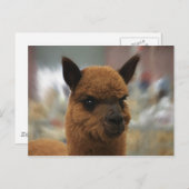 Golden Alpaca Postkarte (Vorne/Hinten)