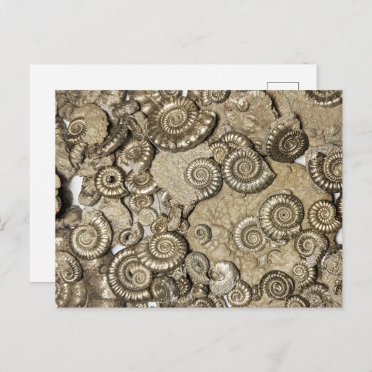 Golden ammonite fossils from the Jurassic coast Postkarte (Vorne/Hinten)