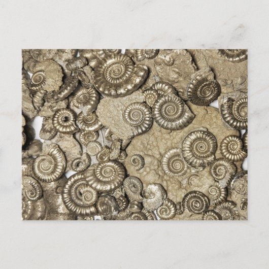 Golden ammonite fossils from the Jurassic coast Postkarte (Vorderseite)