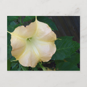 Golden Angels Blume nah Postkarte