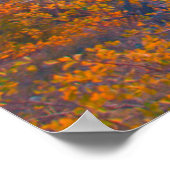Golden Aspens Above Snake River At Sunset Poster (Ecke)