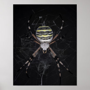 Golden Banded Garden Spider   Spinnen Lovers Gift Poster