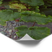 GOLDEN BARREL CACTI POSTER (Ecke)