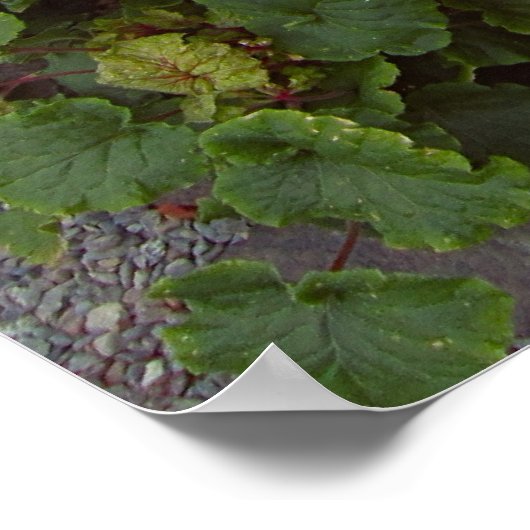 GOLDEN BARREL CACTI POSTER (Ecke)