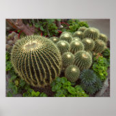 GOLDEN BARREL CACTI POSTER (Vorne)
