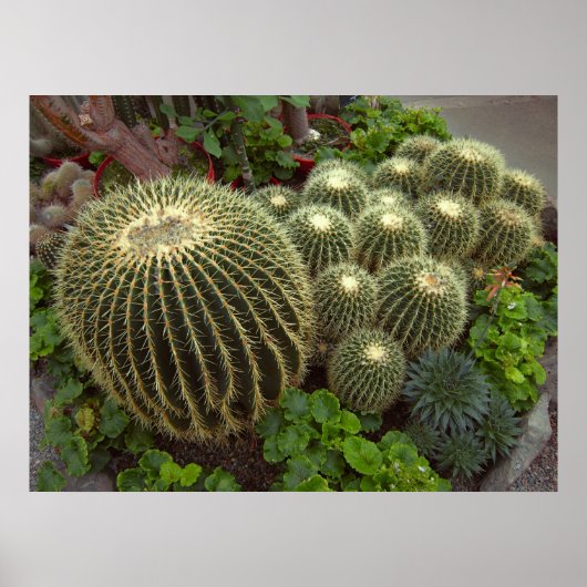 GOLDEN BARREL CACTI POSTER (Vorne)