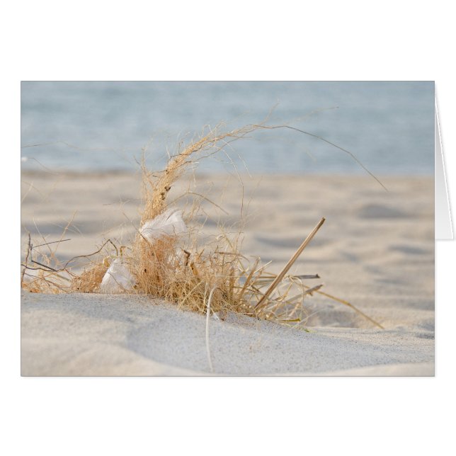 Golden Beach Grass and Feather (Vorderseite (Horizontal))