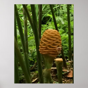 Golden Beehive Ginger Pflanze Poster