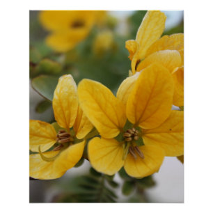 Golden Bloom Macro - Gelbe Wildblume Fotografie Poster