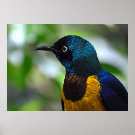 Golden-breasted Starling-Vogel Poster (Vorne)