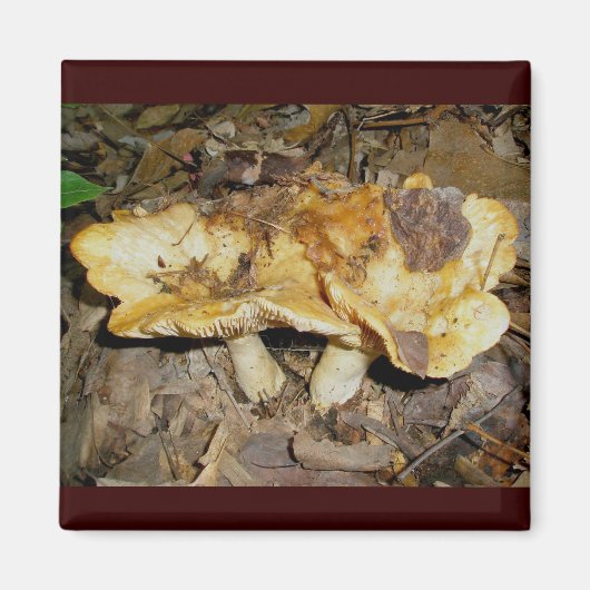 Golden Brown Mushrooms Magnet (Vorne)