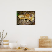 Golden Brown Mushrooms Poster (Küche)