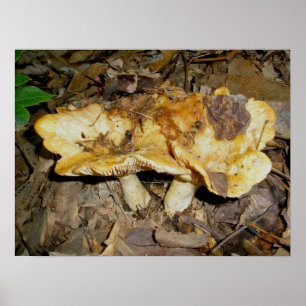 Golden Brown Mushrooms Poster
